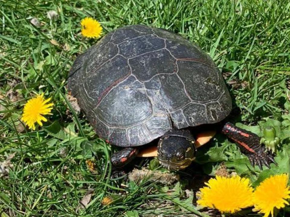A Midland Painted Turtle