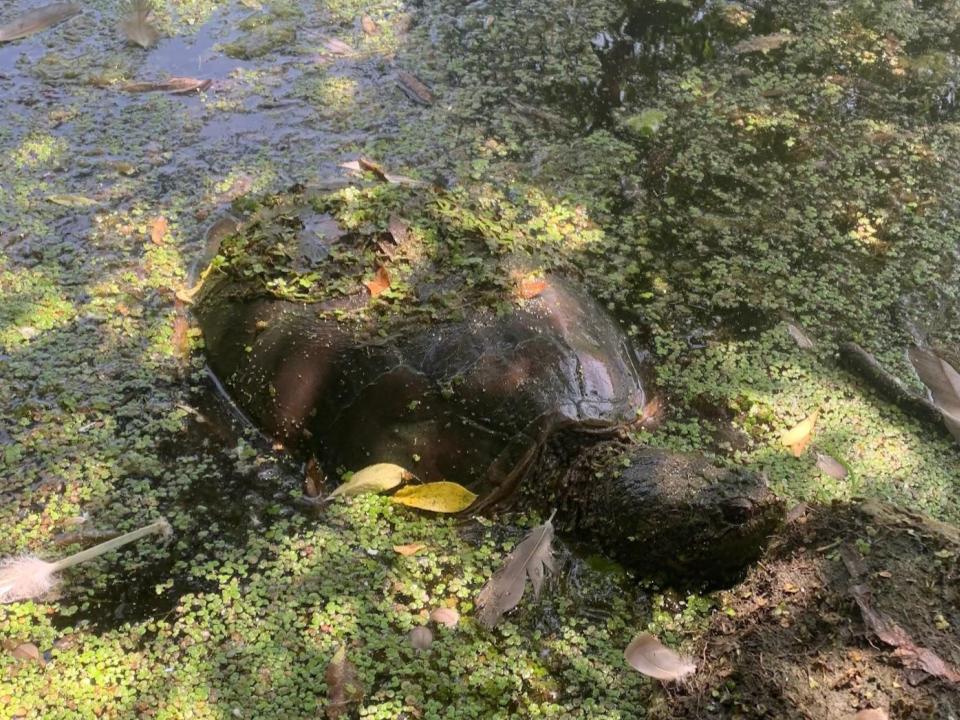 A Snapping Turtle in Smythe Park